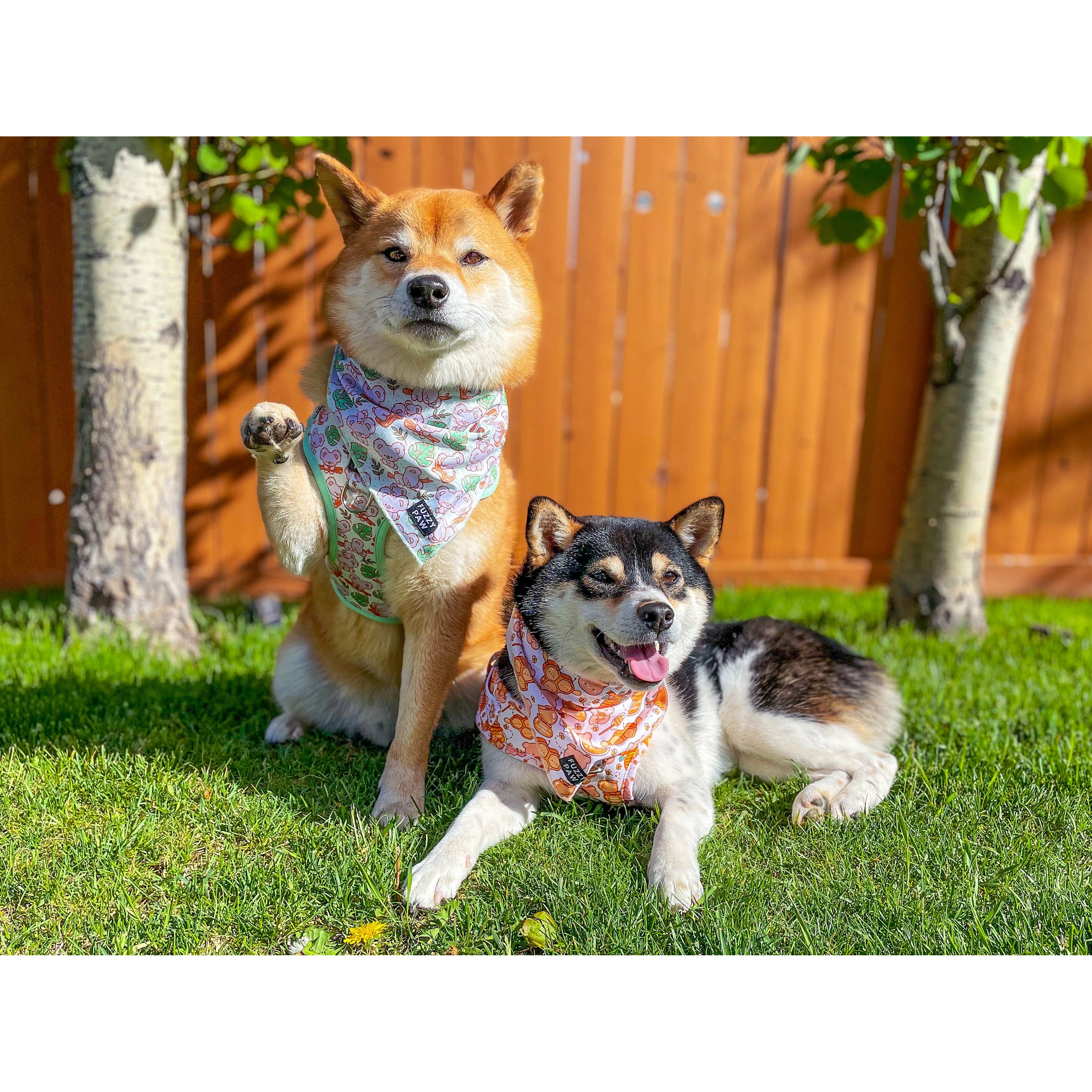 Dog Collar Flower, Shiba Inu Harness, Pitbull